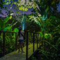The Ultimate Guide to a Night Walk in Arenal