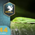 What to Expect on an Arenal Night Hike in La Fortuna