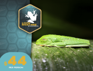What to Expect on an Arenal Night Hike in La Fortuna