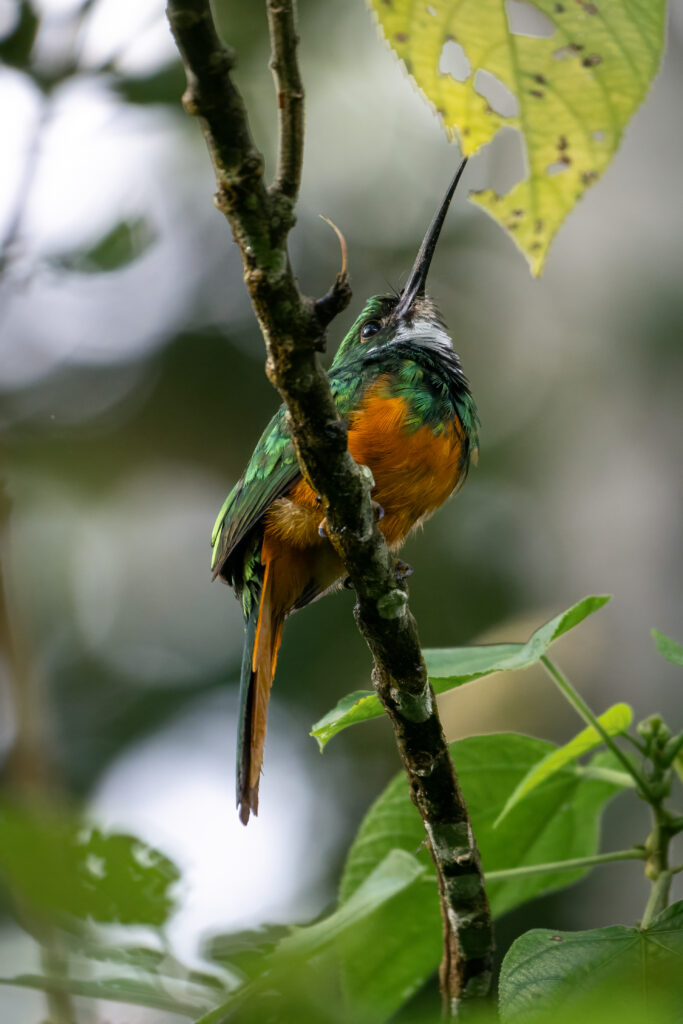 Bird Watchings in Arenal