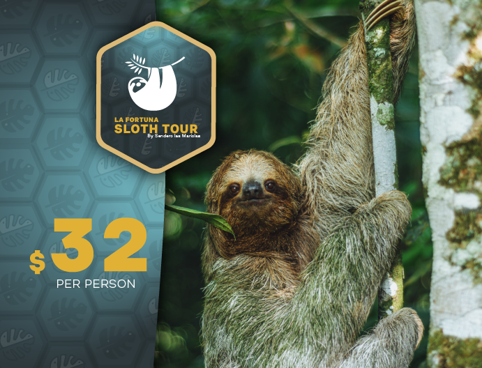 Sloth Tours in La Fortuna