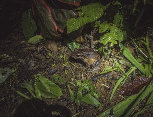 Nocturnal wildlife in La Fortuna rainforest at night