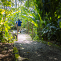 Discover Sloths in Their Natural Habitat in La Fortuna