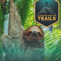 What to Expect on a Sloth Tour in Arenal: Wildlife, Nature & More