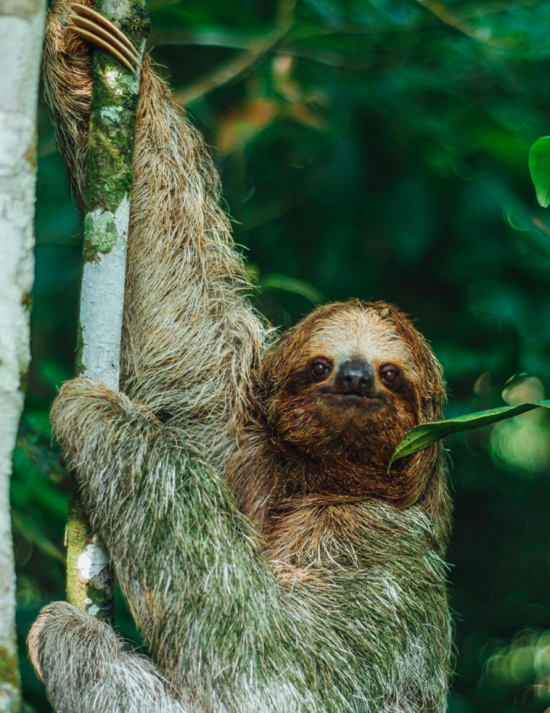 Sloth Tour in La Fortuna