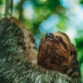 Where to See Sloths in La Fortuna