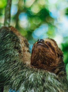 Sloth in Arenal