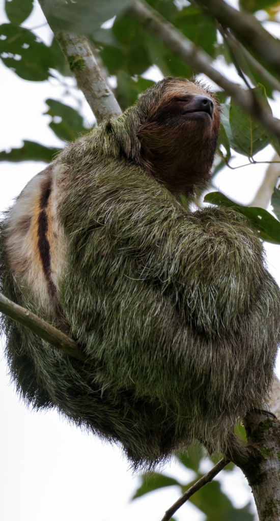 sloth in la Fortuna