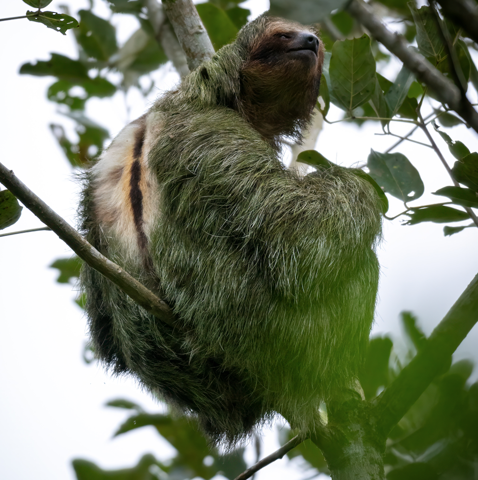 See Sloth in Arenal