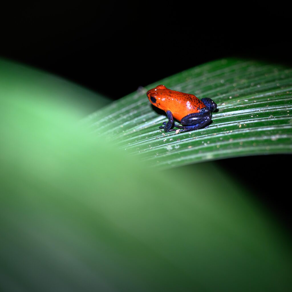 Night Walk in La Fortuna