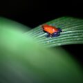 Night Walk in La Fortuna: Discover the Jungle After Dark