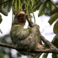 Sloth Tour in Arenal: Why It’s a Must‑Do Experience