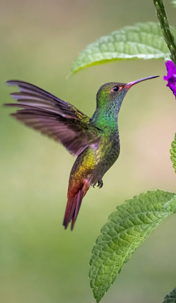 Hummingbirds