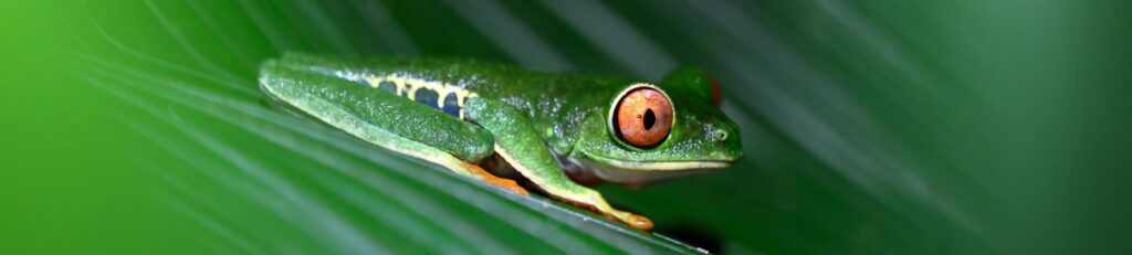 Night walk in La Fortuna