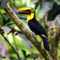 Discover the Magical World of Toucans with a Bird Watching Tour in La Fortuna