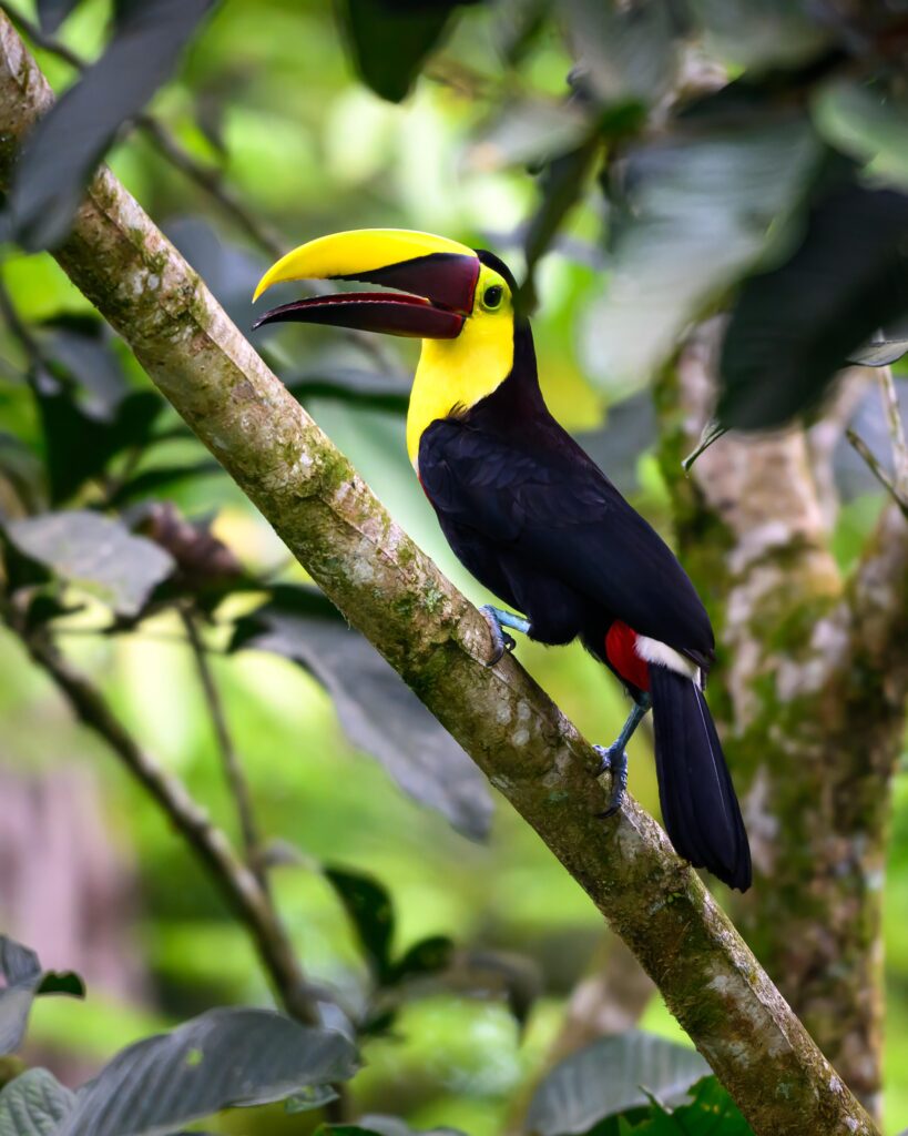 bird-watching-tour-la-fortuna