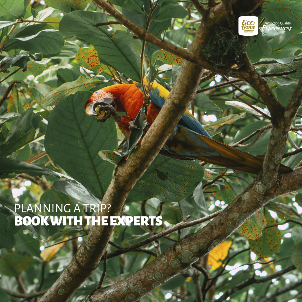 Bird watching-Tour-in-La-Fortuna