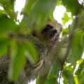 Sloth Tour in Arenal: Discover the Gentle Giants of the Rainforest