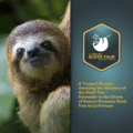 Best Sloth Tour in La Fortuna: A Complete Guide for Nature Lovers (2025)