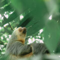 The Ultimate Sloth Tour in Costa Rica: From Arenal to the Pacific