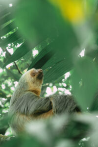 The Ultimate Sloth Tour in Costa Rica