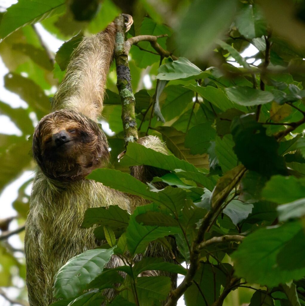 Sloth in Costa Rica spotted in La Fortuna rainforest during a guided tour