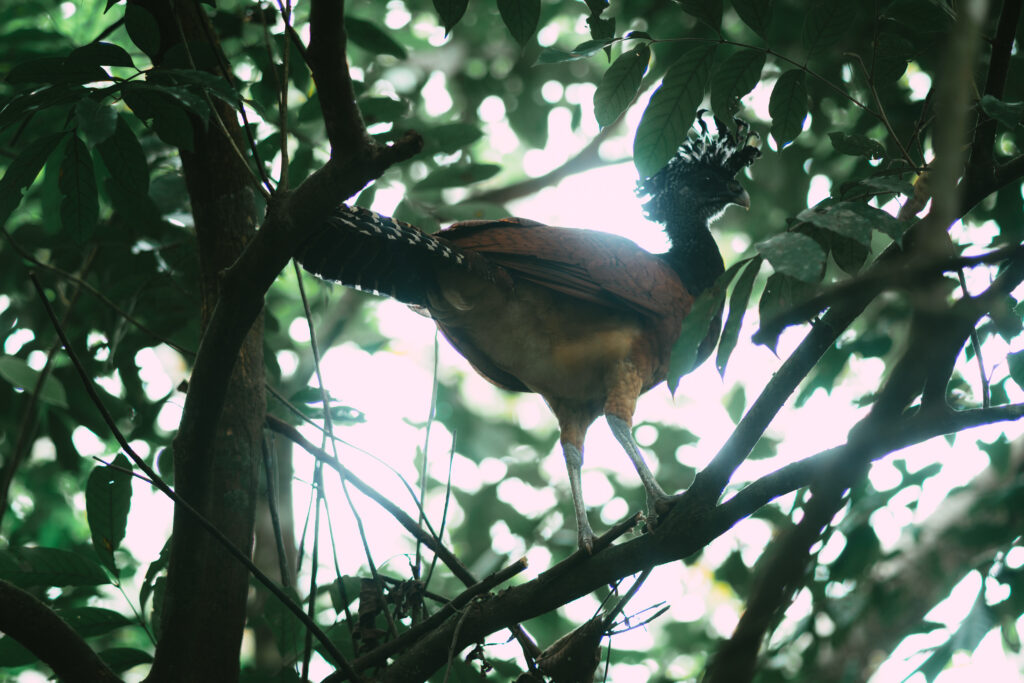 Colorful tropical bird perched on a branch during birdwatching in La Fortuna