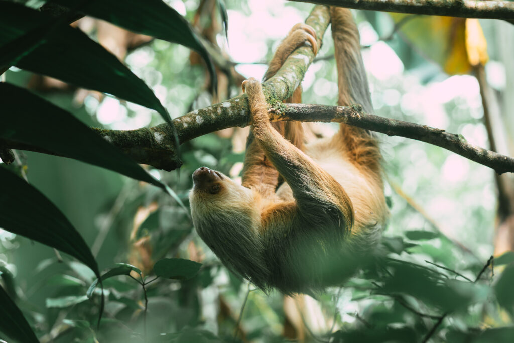 Visitor spotting a sloth in a quiet Arenal forest trail