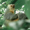 Christmas in Arenal: The Ultimate Holiday Travel Experience in Costa Rica