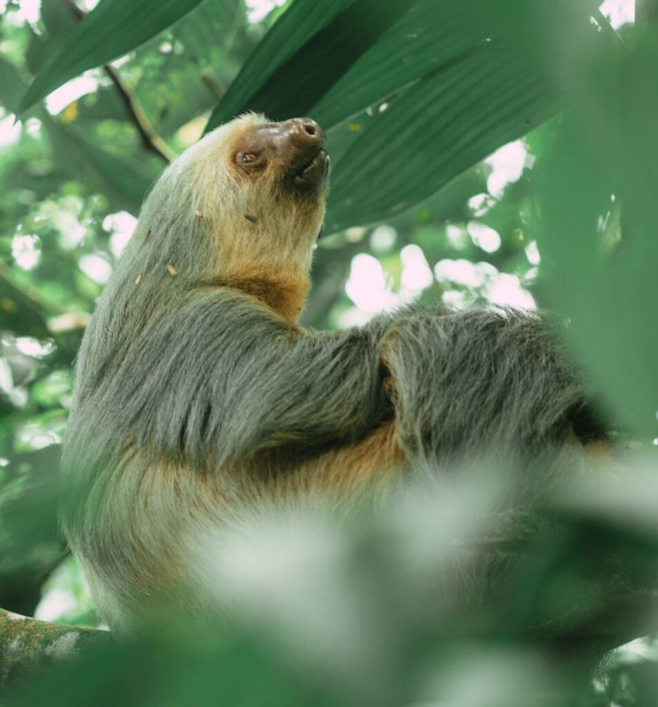Family on a Sloth Tour in La Fortuna rainforest