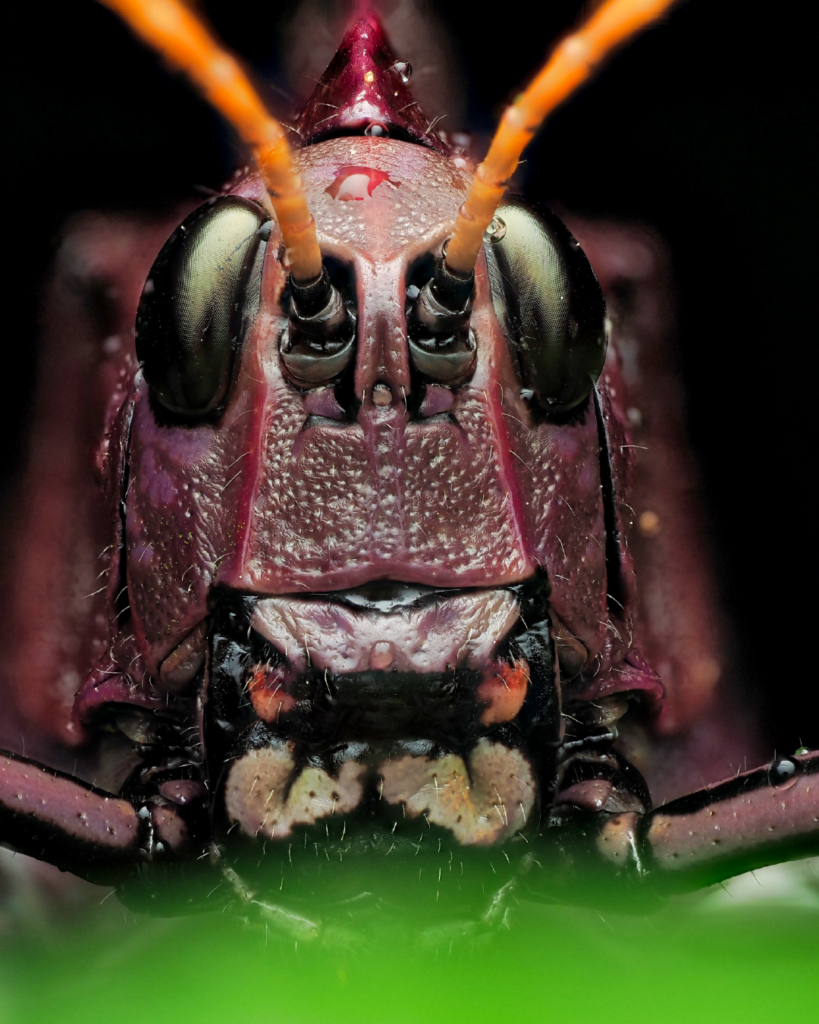 Night walk in Arenal rainforest trail