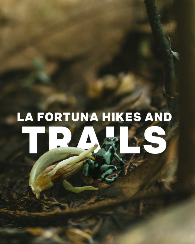 Red-eyed tree frog spotted during night hike in Arenal