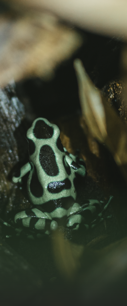 Wildlife guide showing animals during night walk in La Fortuna