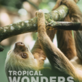 The Best Sloth Tour in La Fortuna: See Wildlife Just 1km from Downtown