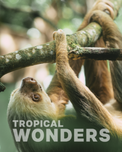 Three-toed sloth climbing a Cecropia tree at La Fortuna Hikes and Trails private reserve