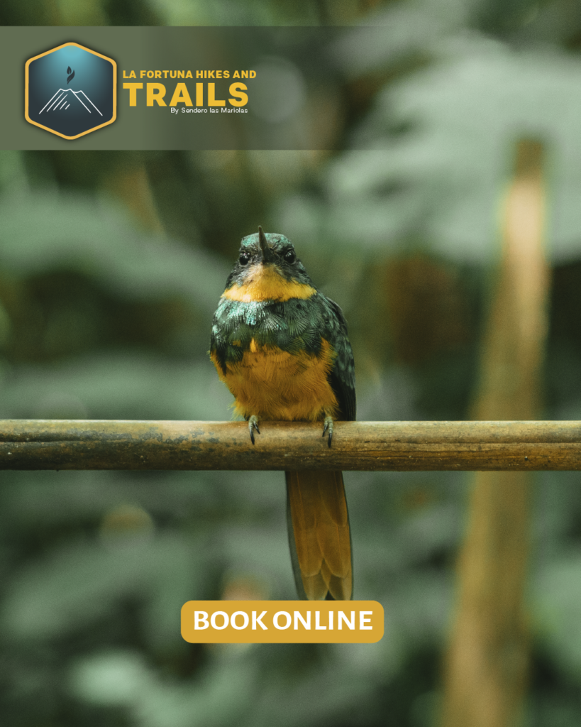 Bird watching in Arenal toucan in rainforest Costa Rica