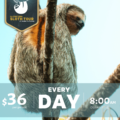 Night Walk, Sloth Tour & Bird Watching in La Fortuna: The Ultimate Wildlife Experience in Arenal