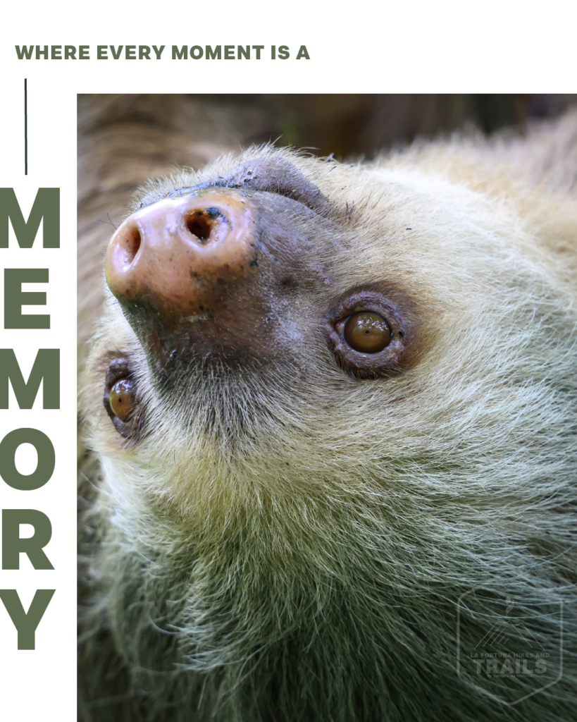 Close-up of two-toed sloth in Costa Rica jungle