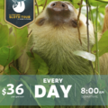 Sloth Walk in La Fortuna: Where and How to See Sloths in the Wild