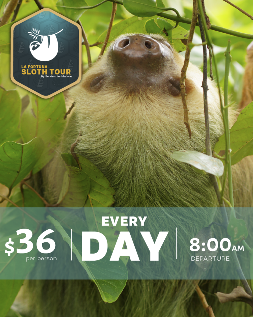 Sloth hanging in a tree in La Fortuna rainforest