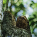 Where Can You Find the Best Sloth Sanctuary Experience Near La Fortuna, Costa Rica?