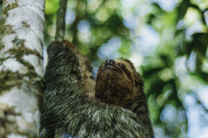 Where Can You Find the Best Sloth Sanctuary Experience Near La Fortuna, Costa Rica?