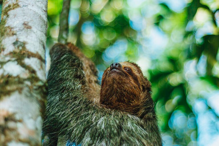 sloth la fortuna