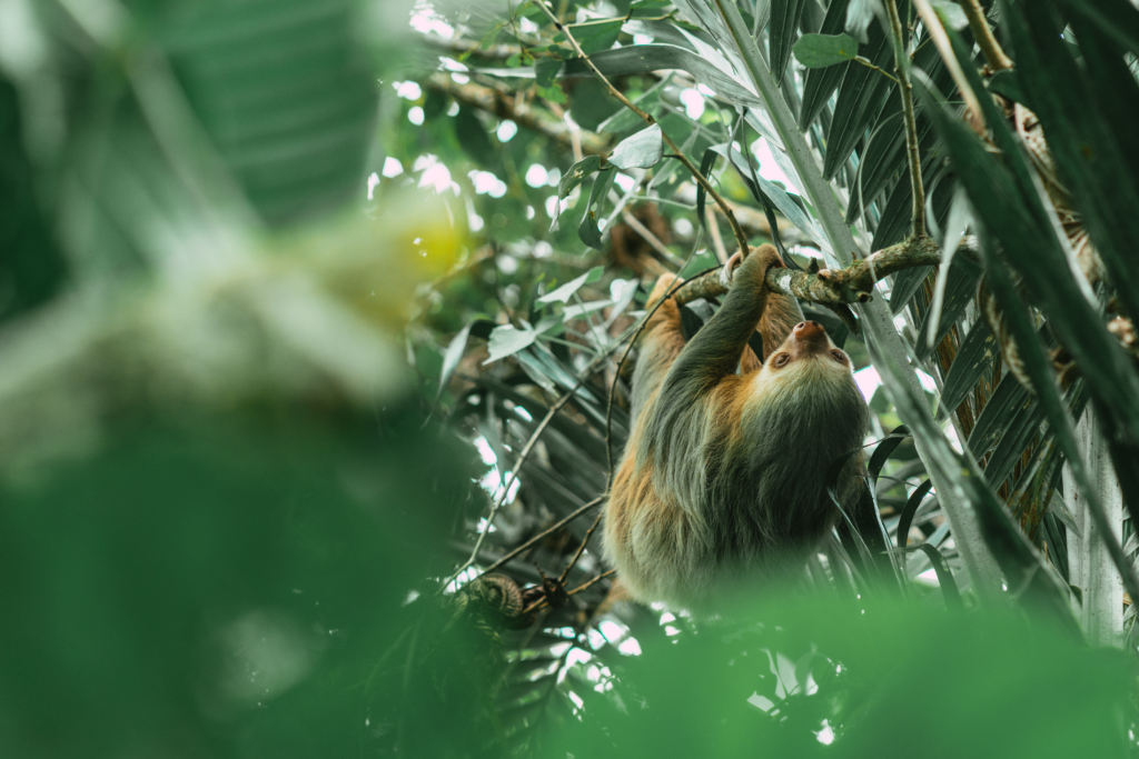 sloth watching tour
