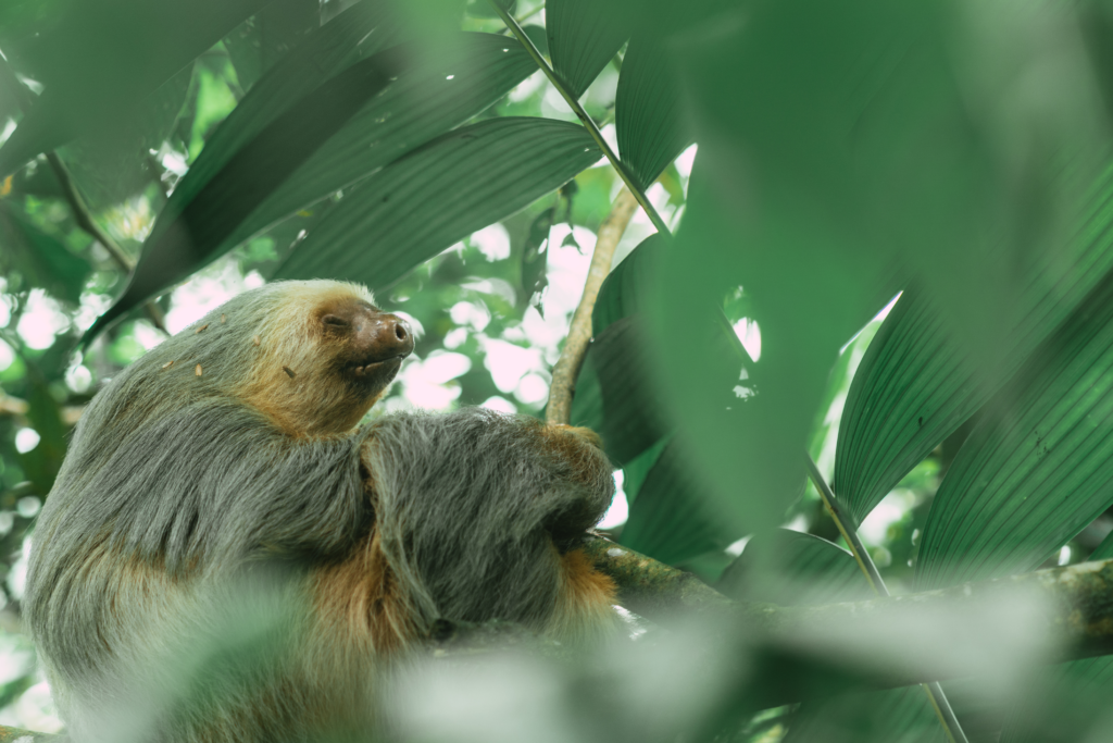 sloth watching trail la fortuna