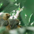Sloth Tour La Fortuna: A Complete Wildlife Experience Near Arenal Volcano
