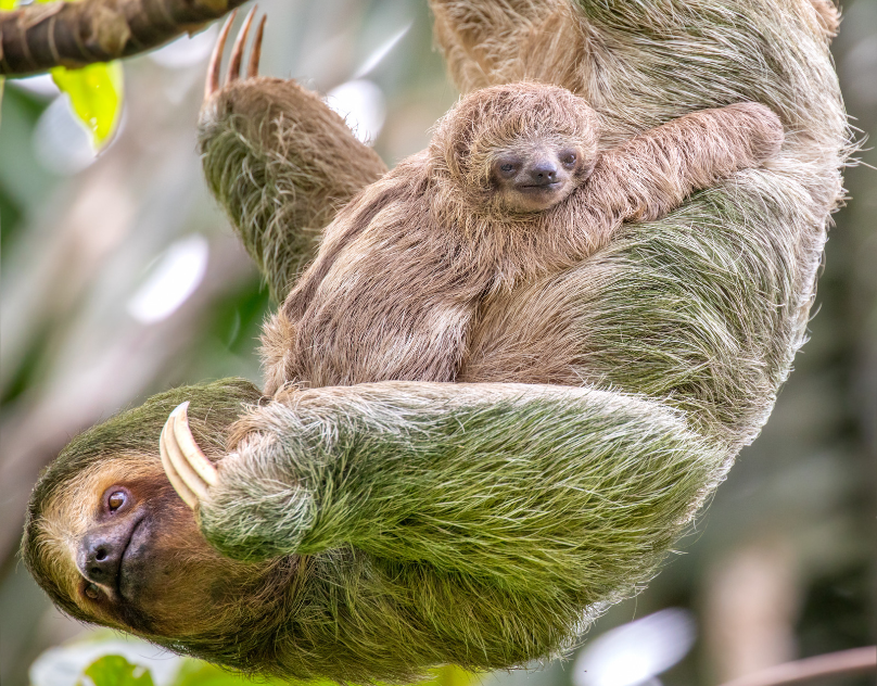 sloth tour La Fortuna