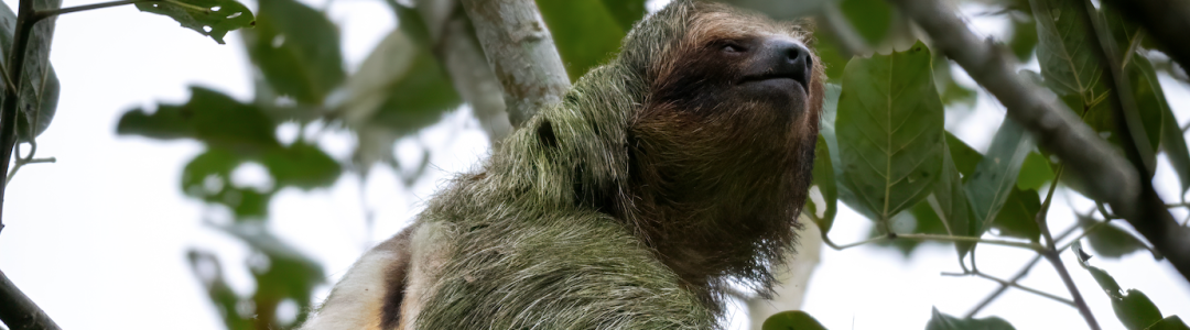 Copia de Sloth in La Fortuna