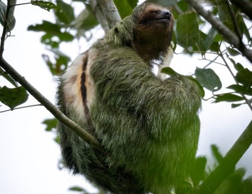 Wild sloth on a sloth tour in Arenal