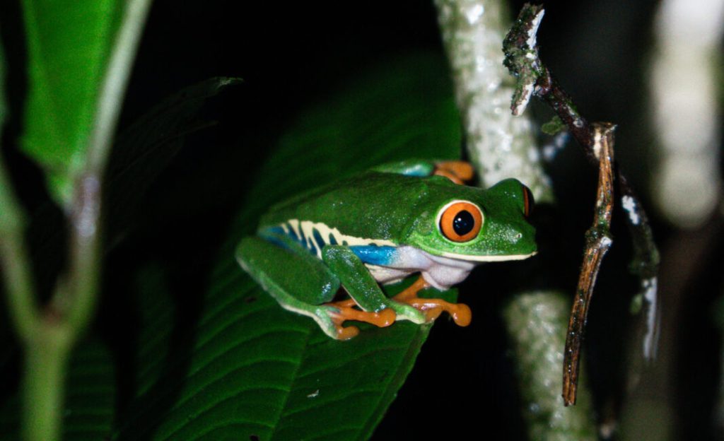 La Fortuna night hike through rainforest